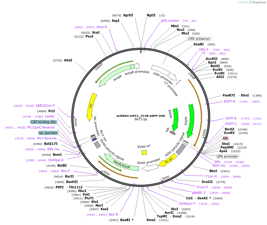 108396-plasmid-map-sequence-id-208087