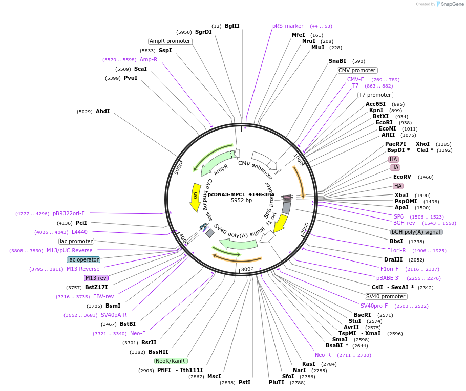 108398-plasmid-map-sequence-id-208089