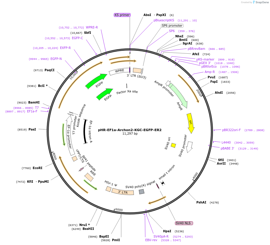 108426-plasmid-map-sequence-id-208110