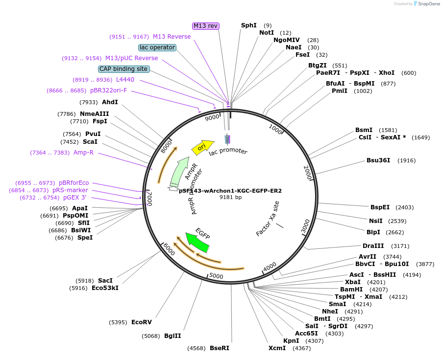 108429-plasmid-map-sequence-id-208114