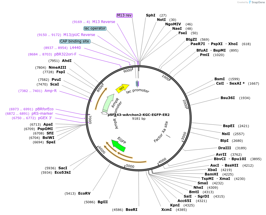 108430-plasmid-map-sequence-id-208116
