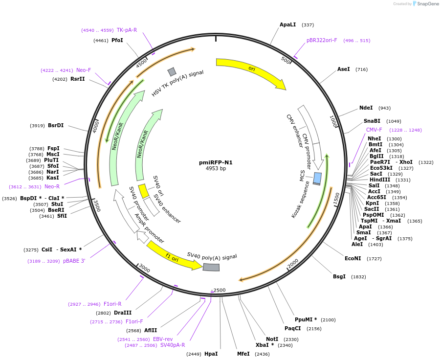 108409-plasmid-map-sequence-id-208118