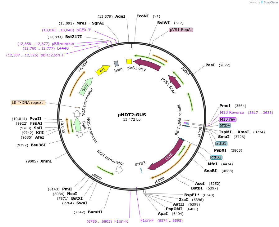 108444-plasmid-map-sequence-id-208122