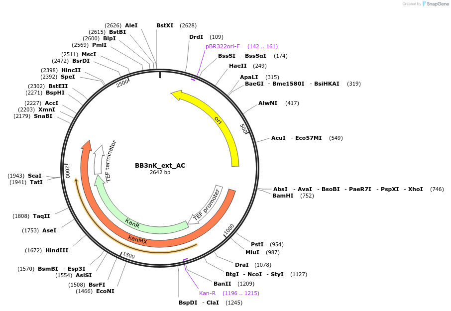 108686-plasmid-map-sequence-id-208123
