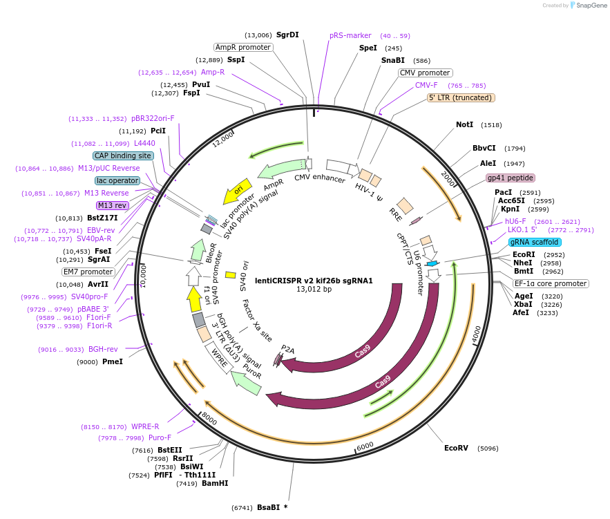 102857-plasmid-map-sequence-id-208130
