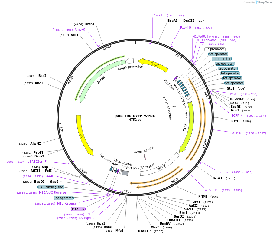 104104-plasmid-map-sequence-id-208144
