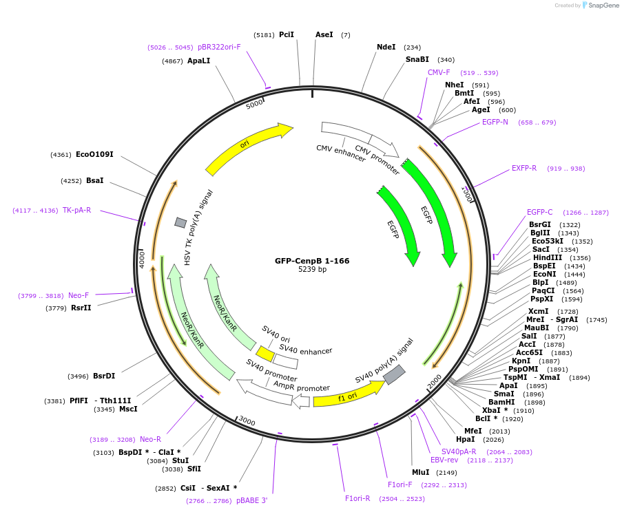 108475-plasmid-map-sequence-id-208147