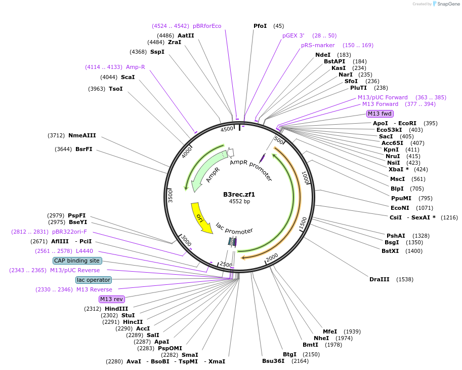 108354-plasmid-map-sequence-id-208148
