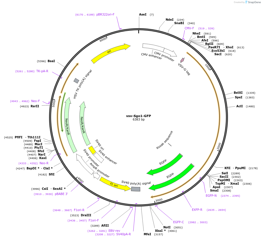 108494-plasmid-map-sequence-id-208156