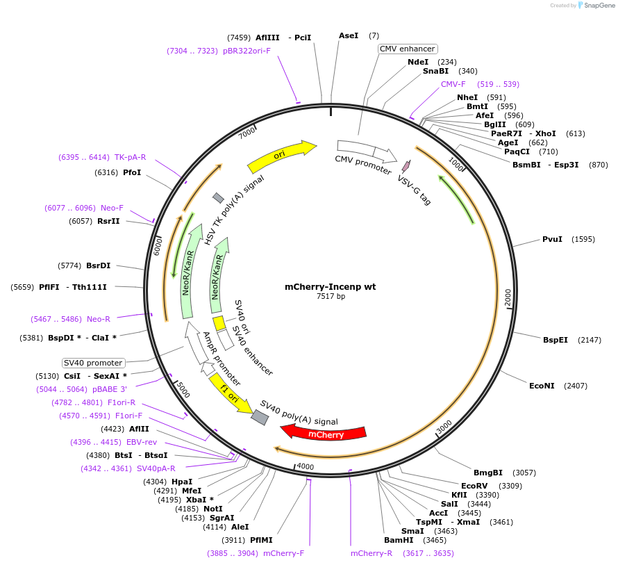 108487-plasmid-map-sequence-id-208158
