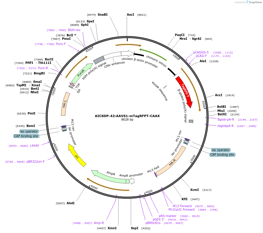 107580-plasmid-map-sequence-id-208159