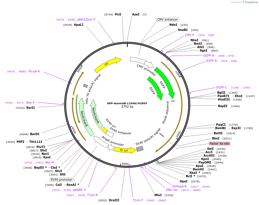 108492-plasmid-map-sequence-id-208172