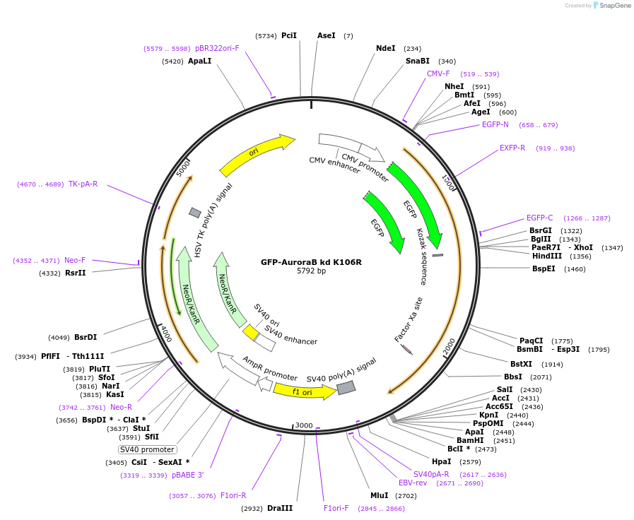 108493-plasmid-map-sequence-id-208173