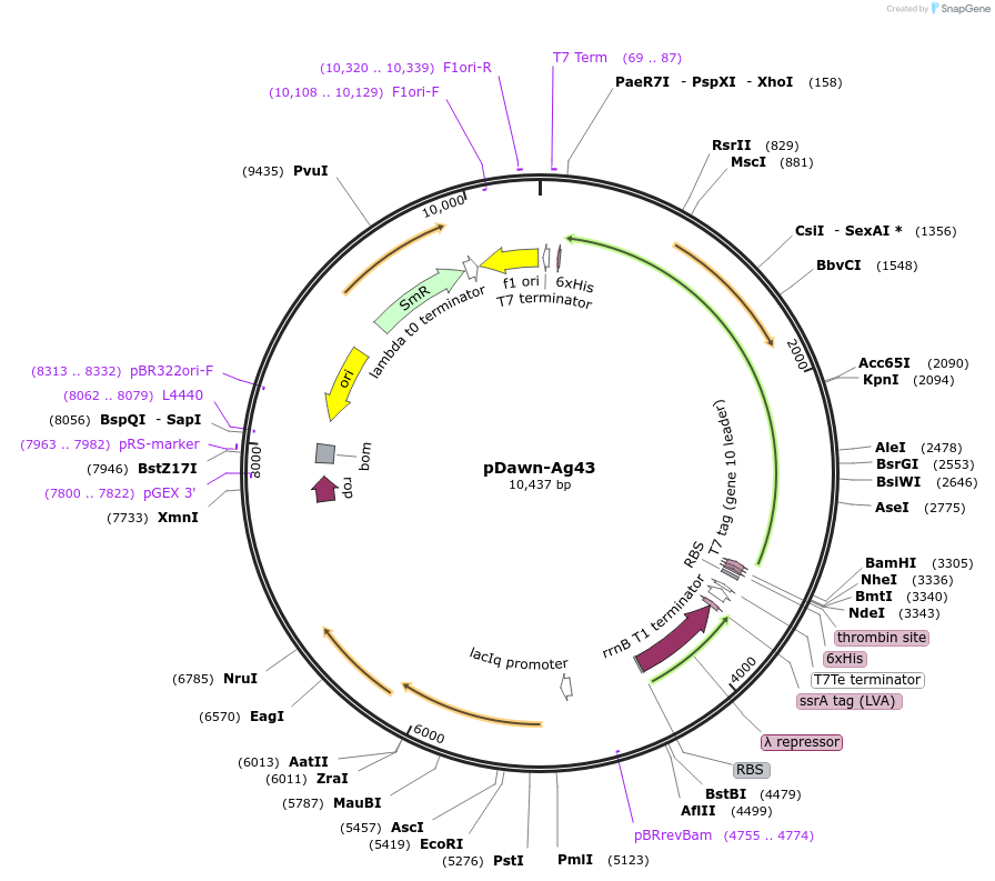 107742-plasmid-map-sequence-id-208220