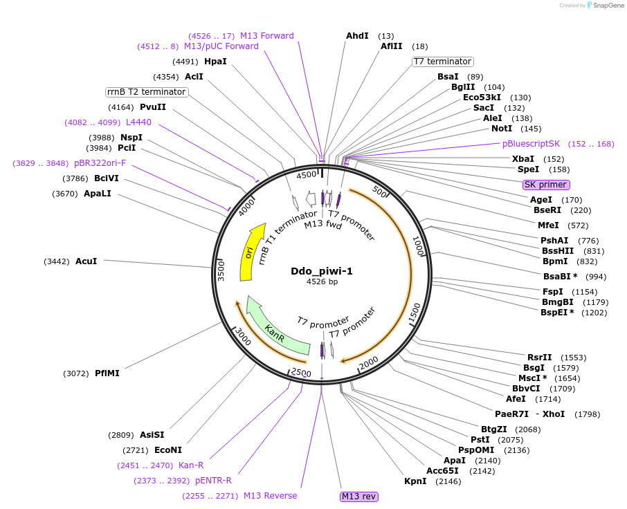 107628-plasmid-map-sequence-id-208222