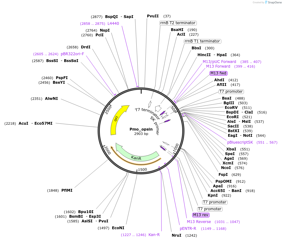 107642-plasmid-map-sequence-id-208226