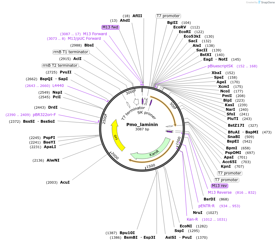 107644-plasmid-map-sequence-id-208227