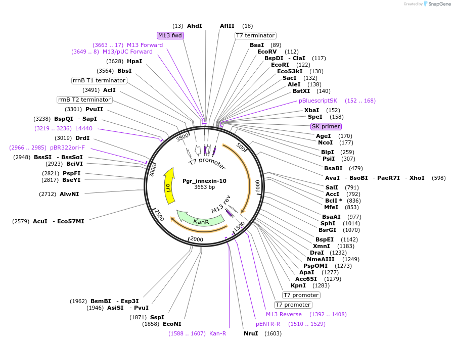 107658-plasmid-map-sequence-id-208228