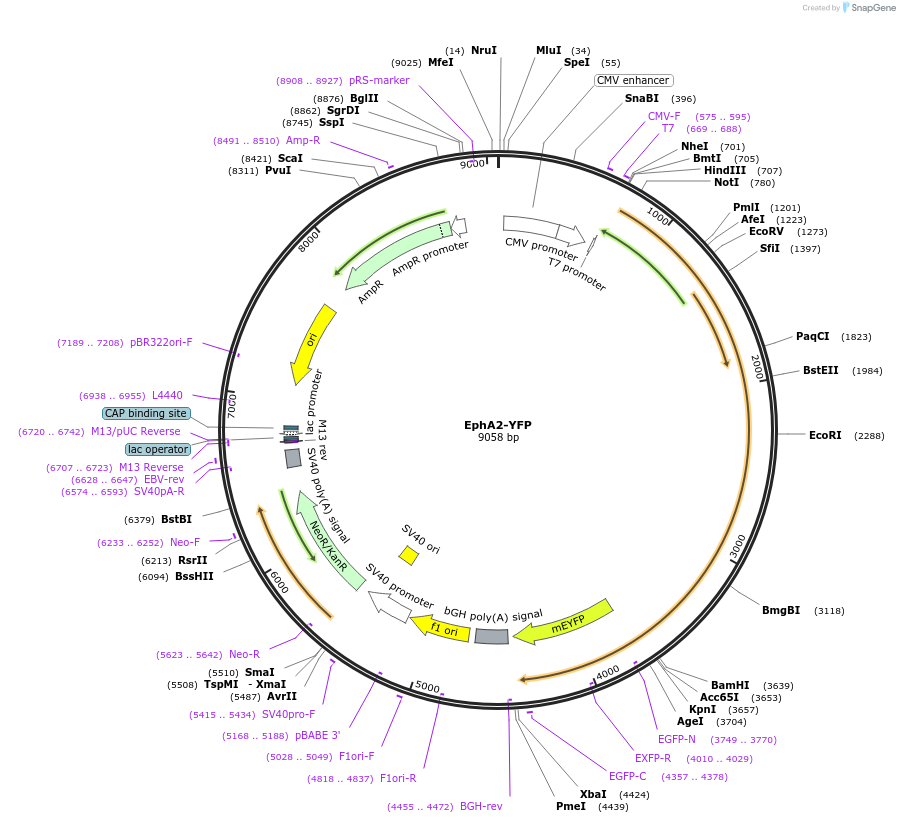 108852-plasmid-map-sequence-id-208239