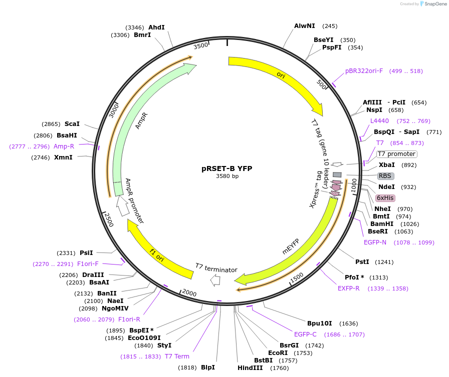 108856-plasmid-map-sequence-id-208242