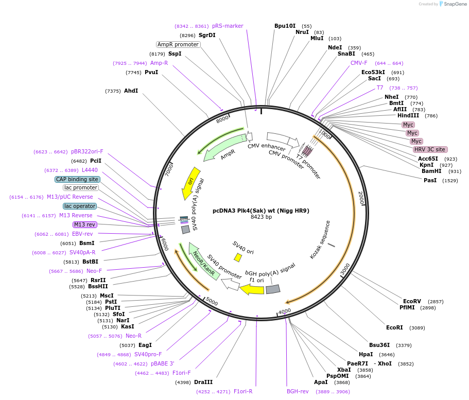 41165-plasmid-map-sequence-id-208244