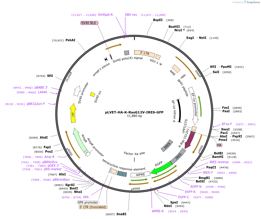 107140-plasmid-map-sequence-id-208246