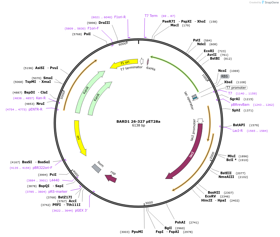 12646-plasmid-map-sequence-id-208251