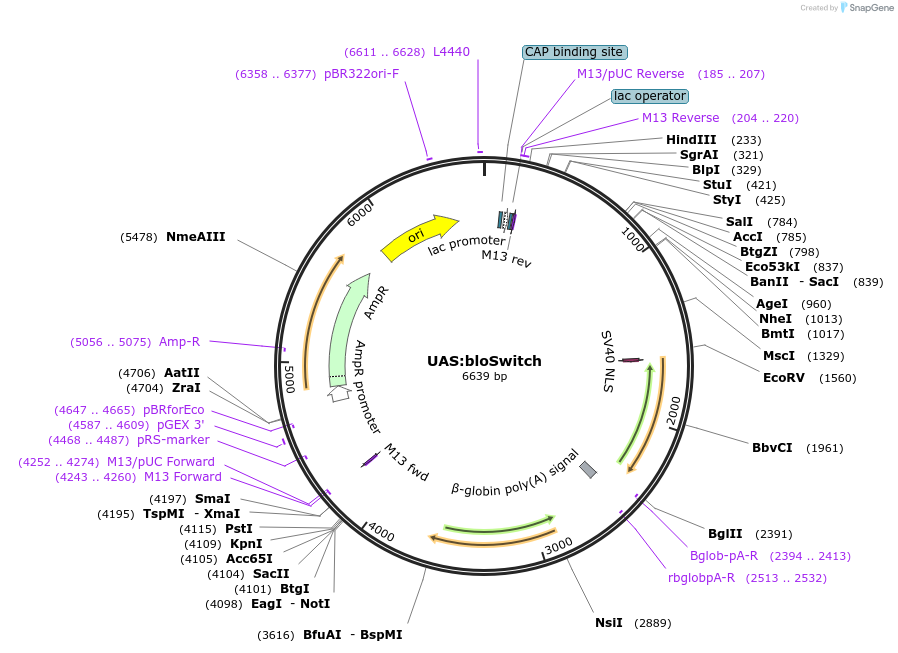 108355-plasmid-map-sequence-id-208272