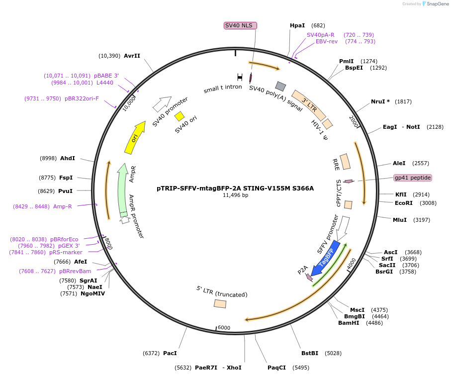 102593-plasmid-map-sequence-id-208310