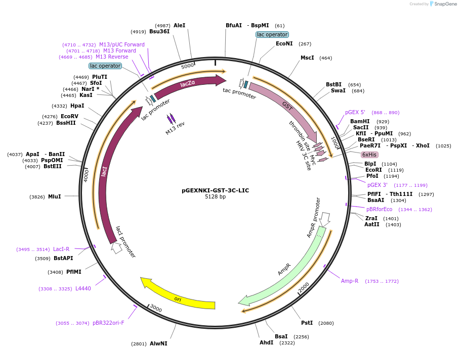 108710-plasmid-map-sequence-id-208320