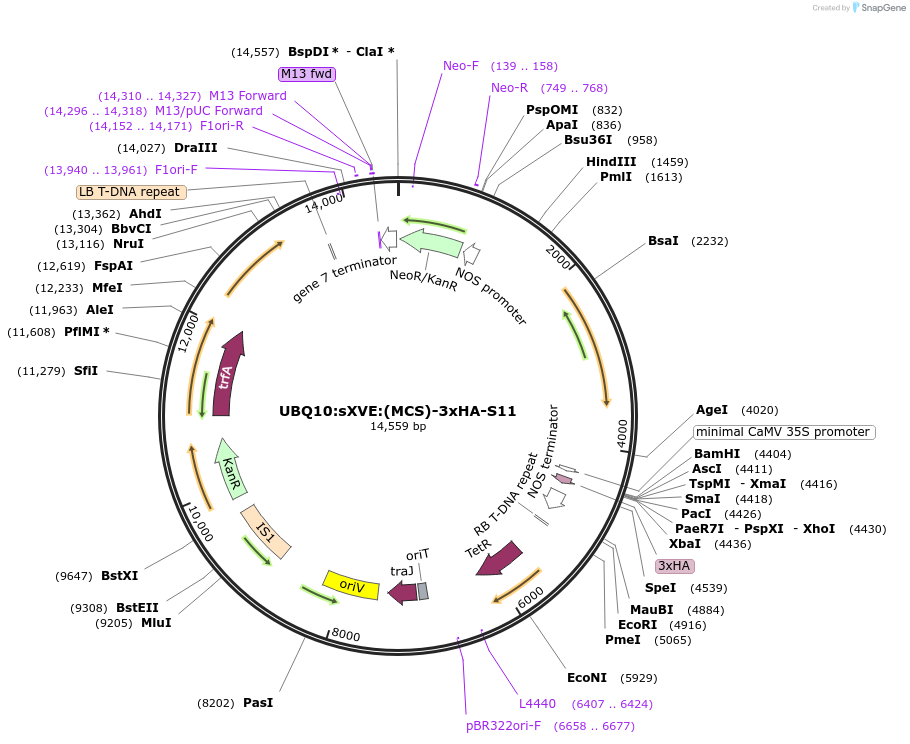 108180-plasmid-map-sequence-id-208331