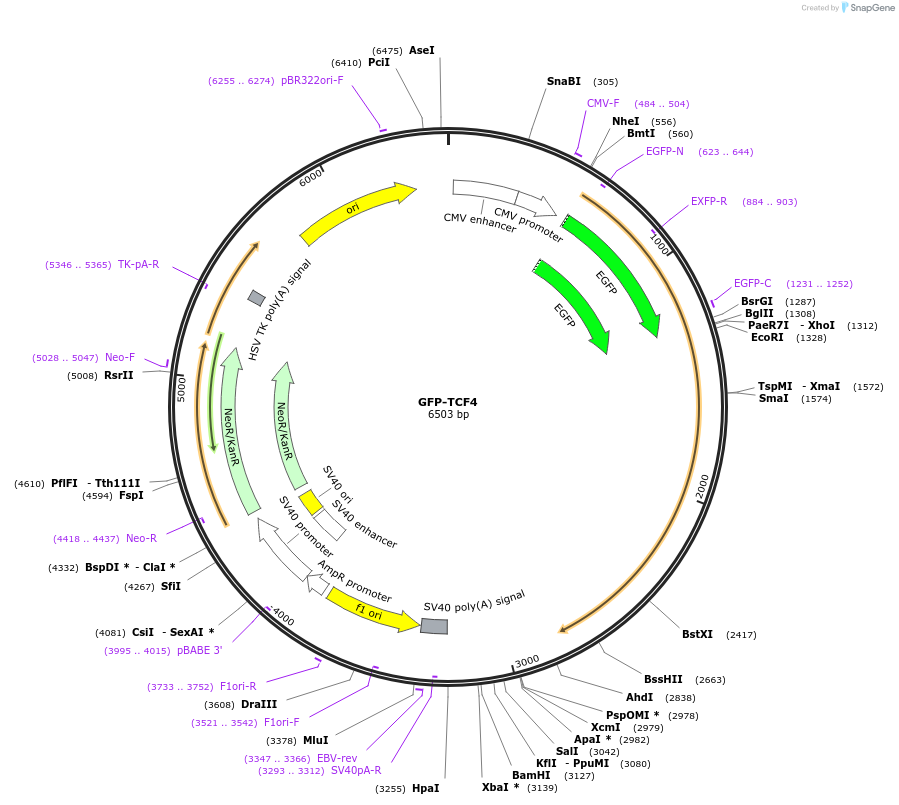 109144-plasmid-map-sequence-id-208333