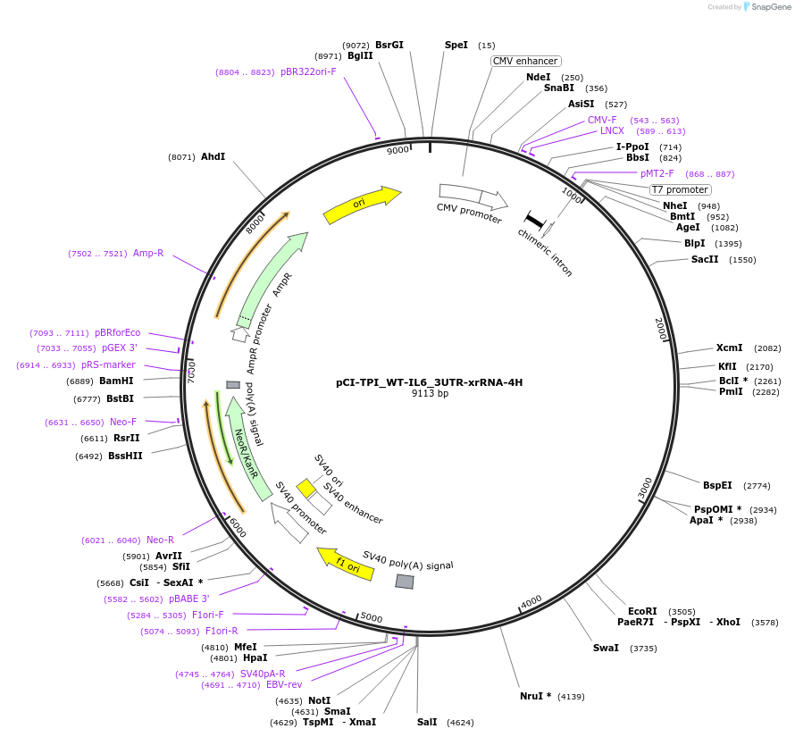 108373-plasmid-map-sequence-id-208350
