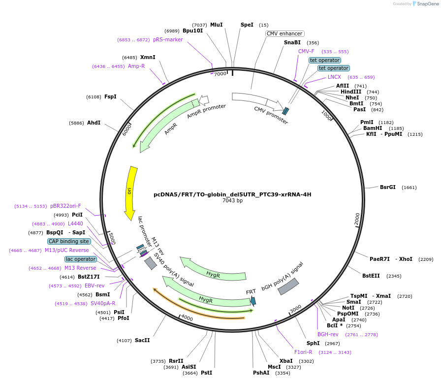 108376-plasmid-map-sequence-id-208352