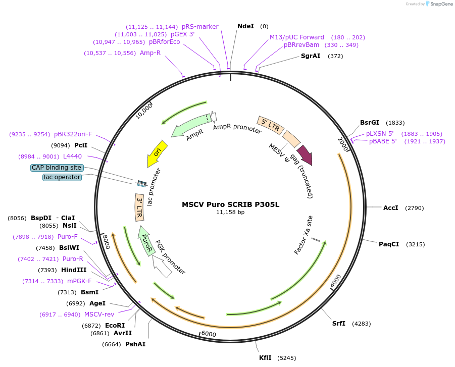88887-plasmid-map-sequence-id-208368