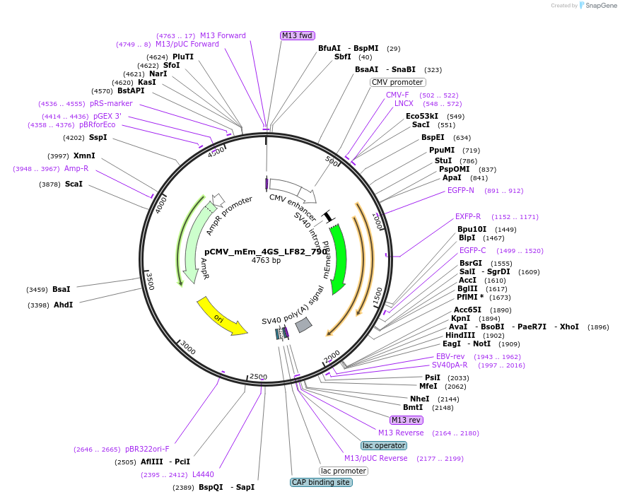 100394-plasmid-map-sequence-id-208369