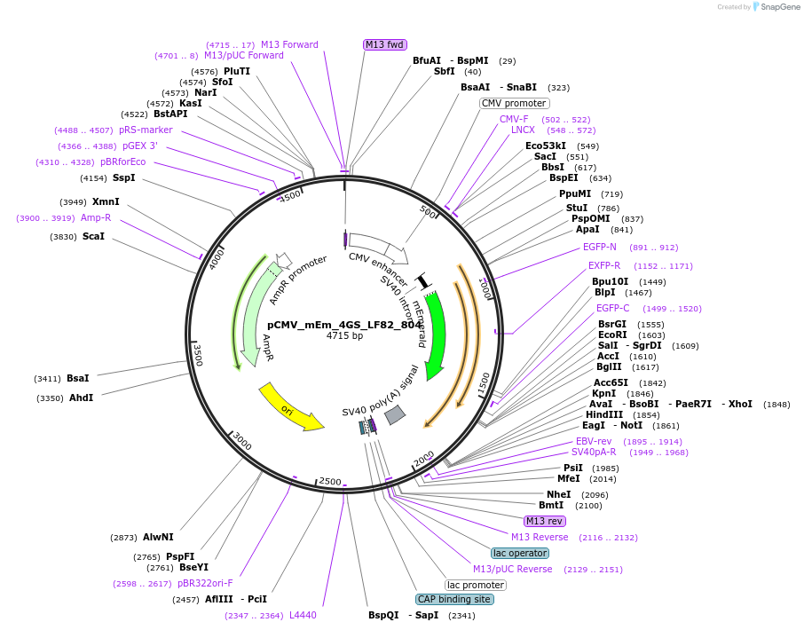 100395-plasmid-map-sequence-id-208370