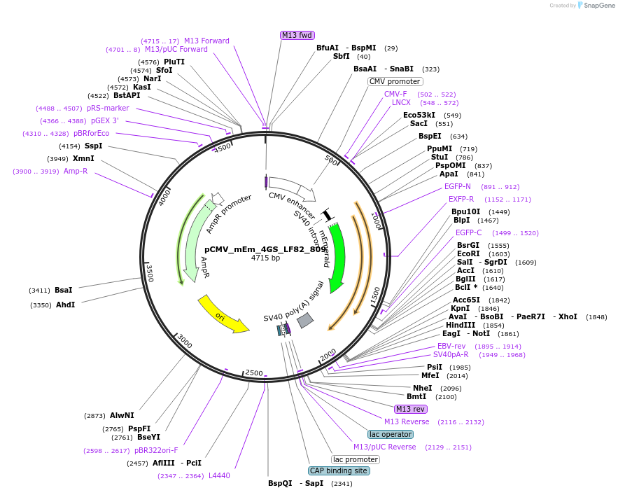 100397-plasmid-map-sequence-id-208371