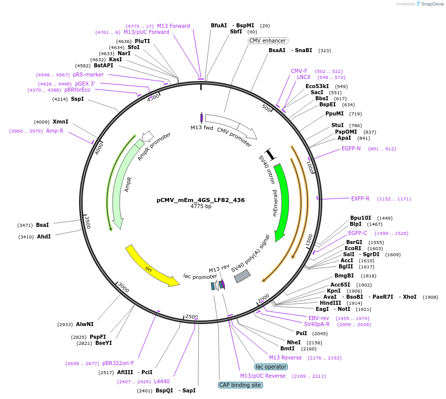 100442-plasmid-map-sequence-id-208372