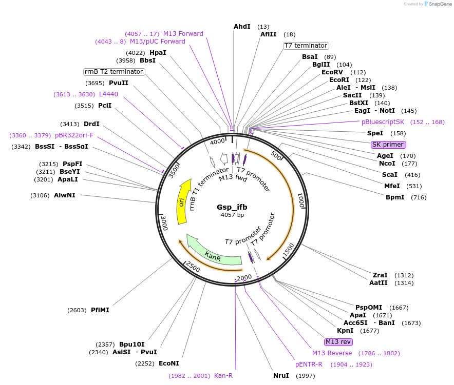 107623-plasmid-map-sequence-id-208377