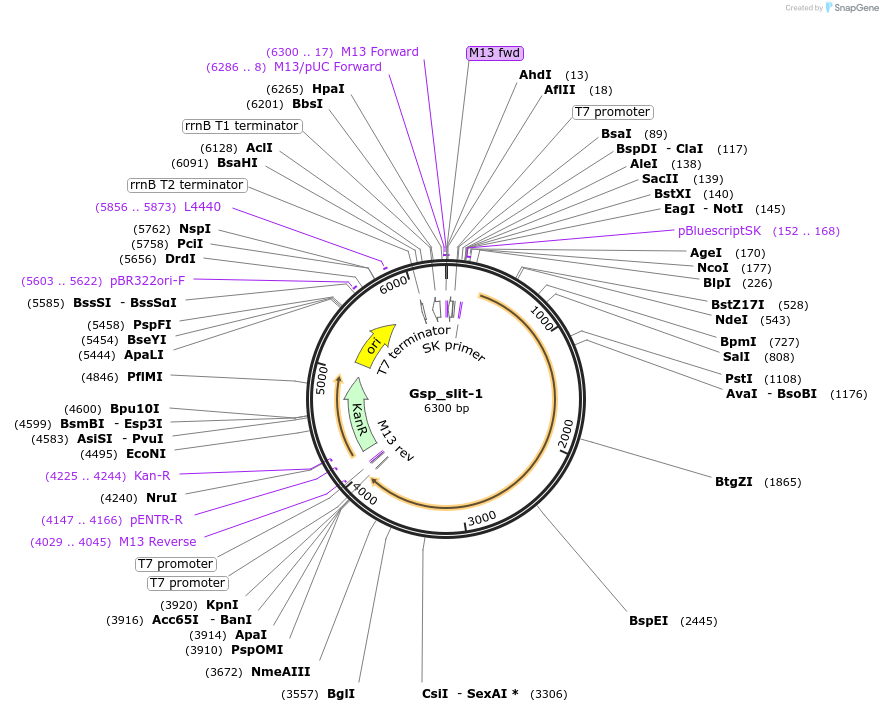 107624-plasmid-map-sequence-id-208378