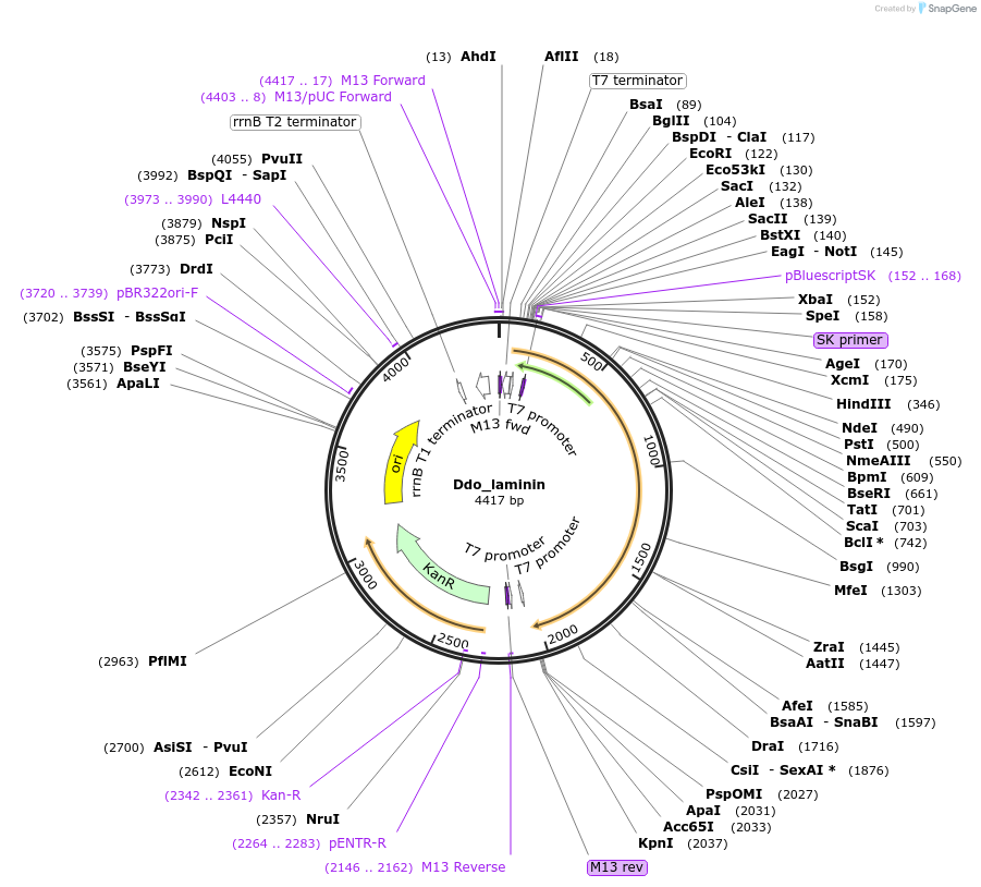 107632-plasmid-map-sequence-id-208383