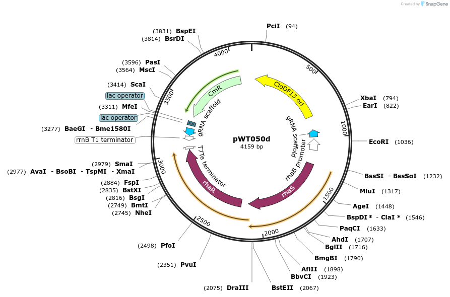 107901-plasmid-map-sequence-id-208439
