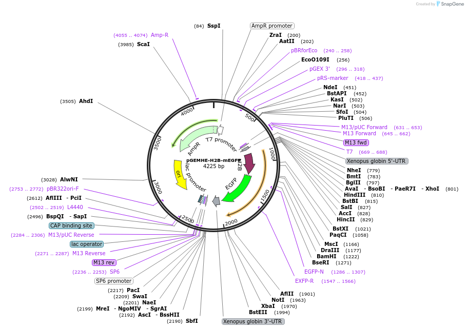105528-plasmid-map-sequence-id-208468
