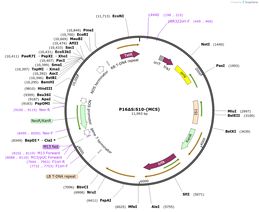 108182-plasmid-map-sequence-id-208472