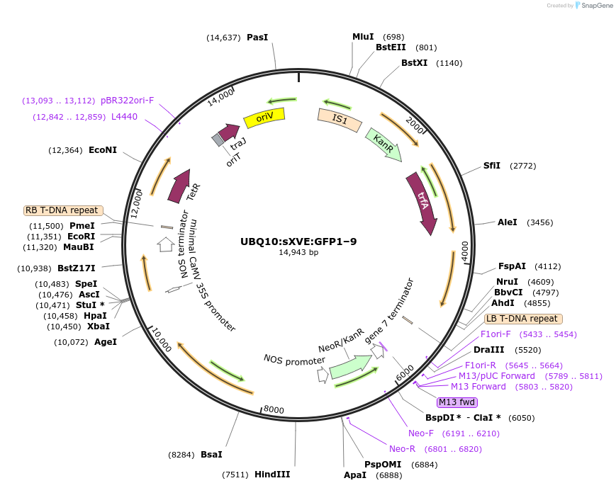 108187-plasmid-map-sequence-id-208478