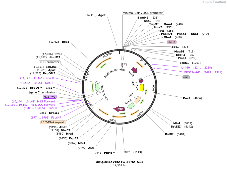 108238-plasmid-map-sequence-id-208479