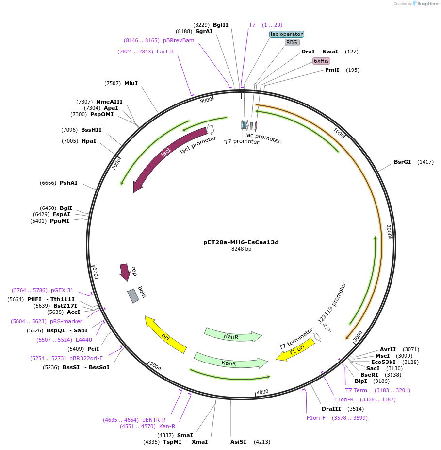 108303-plasmid-map-sequence-id-208481