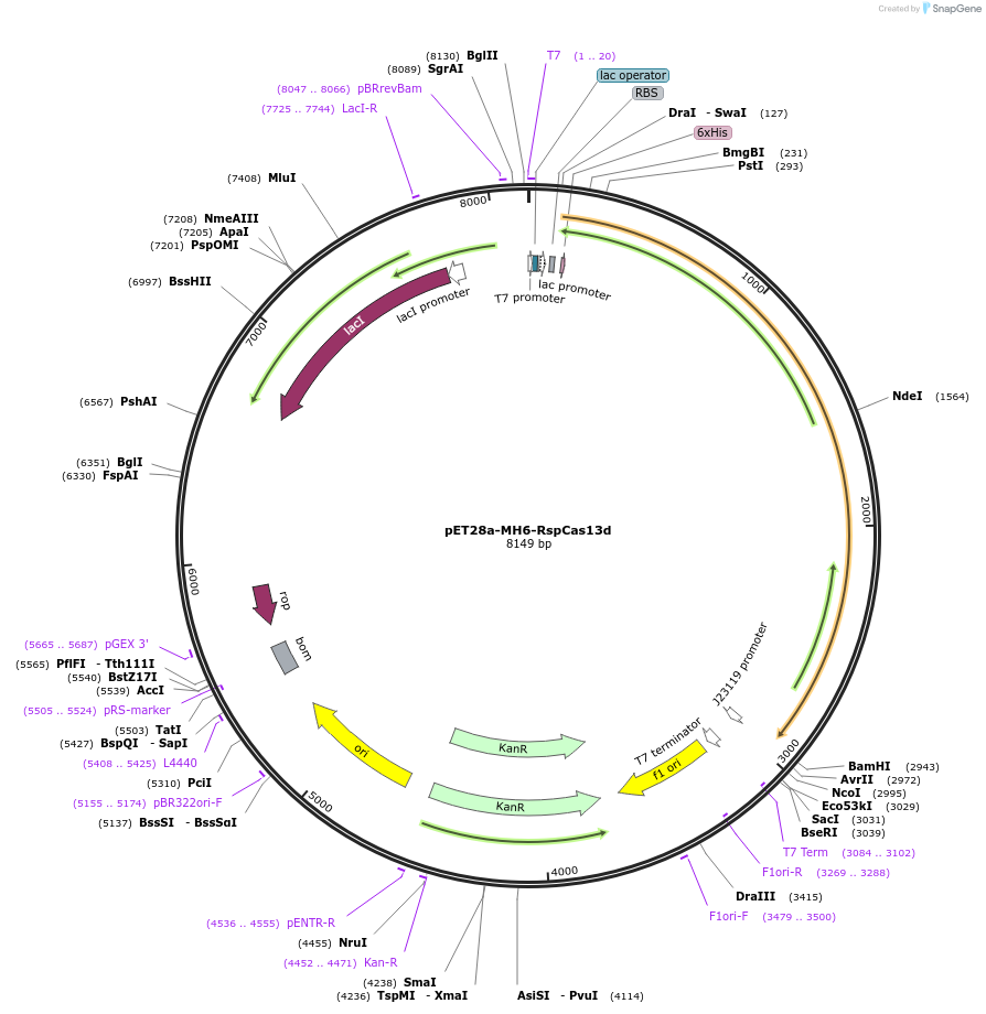 108305-plasmid-map-sequence-id-208490