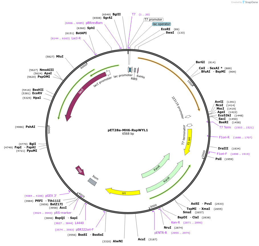 108306-plasmid-map-sequence-id-208499